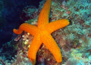  Starfish 